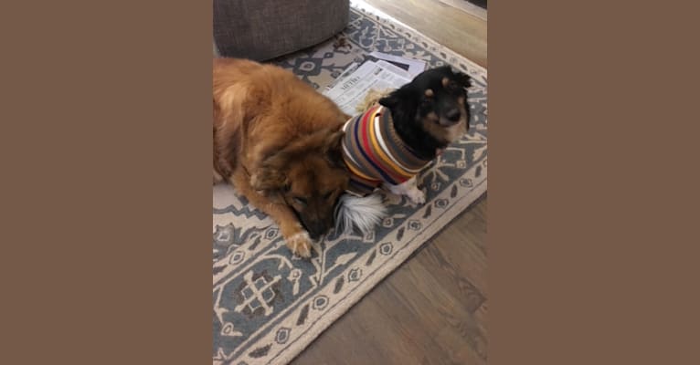 Sam, a Beagle and Chihuahua mix tested with EmbarkVet.com