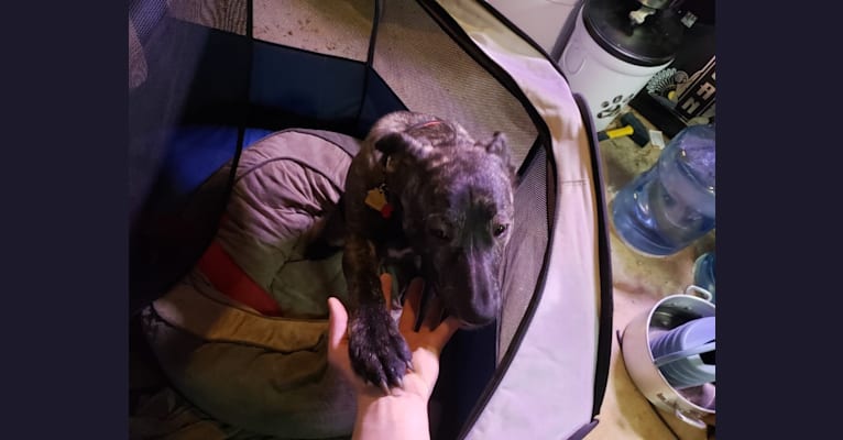Newton, an American Bulldog and Labrador Retriever mix tested with EmbarkVet.com