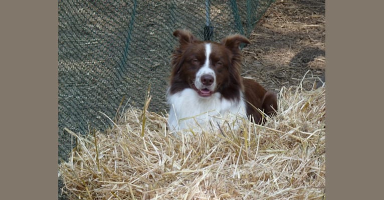 Rocky, an Australian Shepherd tested with EmbarkVet.com