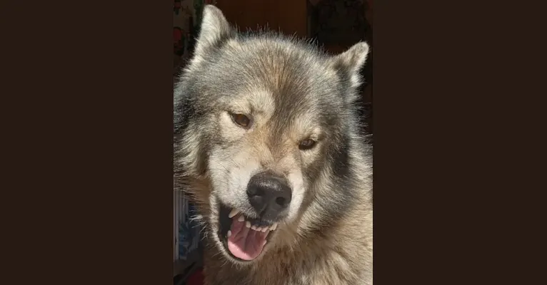 White fangs way of the warrior, a Siberian Husky tested with EmbarkVet.com