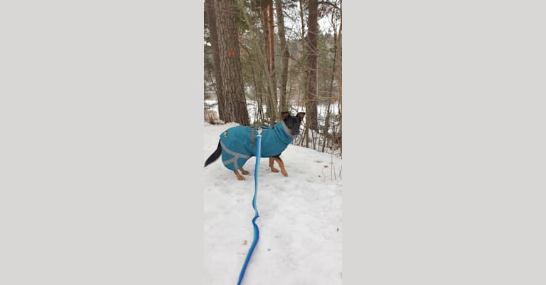 Grini, an Eastern European Village Dog tested with EmbarkVet.com