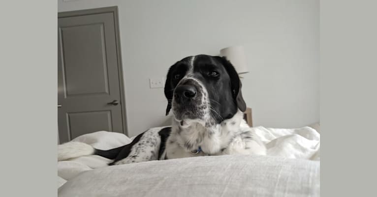 Duncan, a Beagle and American Eskimo Dog mix tested with EmbarkVet.com