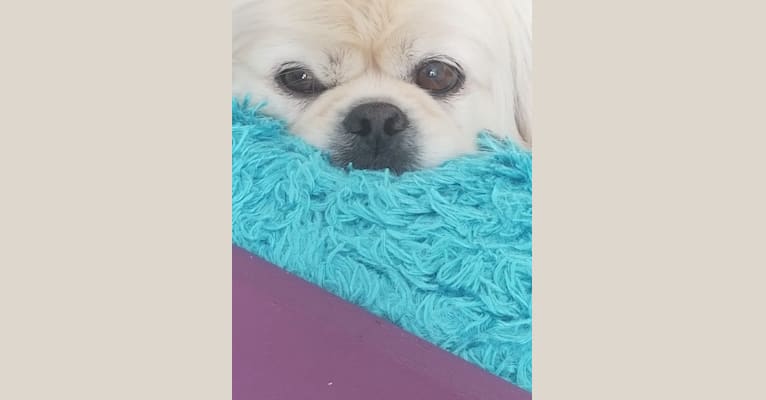 Photo of Babalou, a Pekingese  in Chattanooga, Tennessee, USA