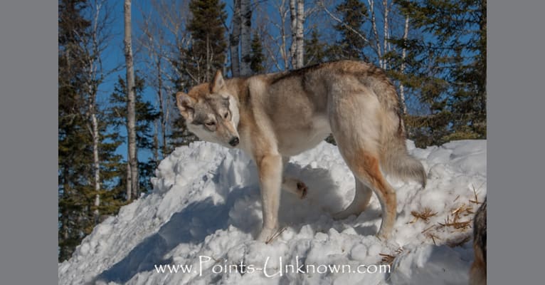 Newy, an Alaskan-type Husky tested with EmbarkVet.com