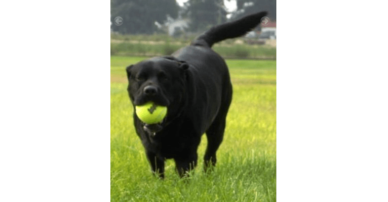 Caviar, a Labrador Retriever tested with EmbarkVet.com