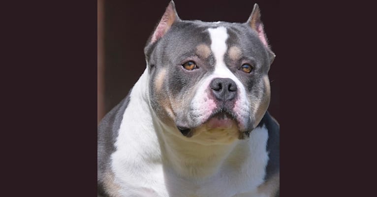 GrCh. Venomline South’s Riot of X-File Bullies, an American Bully tested with EmbarkVet.com