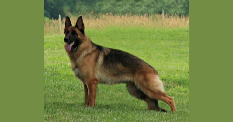Delma Vom Haus Waldo, a German Shepherd Dog tested with EmbarkVet.com
