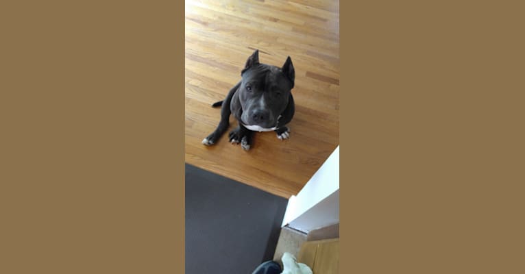 DOM, an American Bully tested with EmbarkVet.com