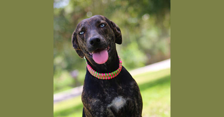 Macie Blu, a Mountain Cur (11.4% unresolved) tested with EmbarkVet.com