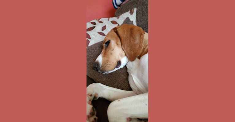 Edie, a Treeing Walker Coonhound and Boxer mix tested with EmbarkVet.com
