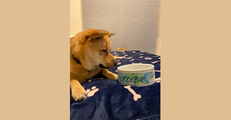 Kolbie, a Japanese or Korean Village Dog tested with EmbarkVet.com