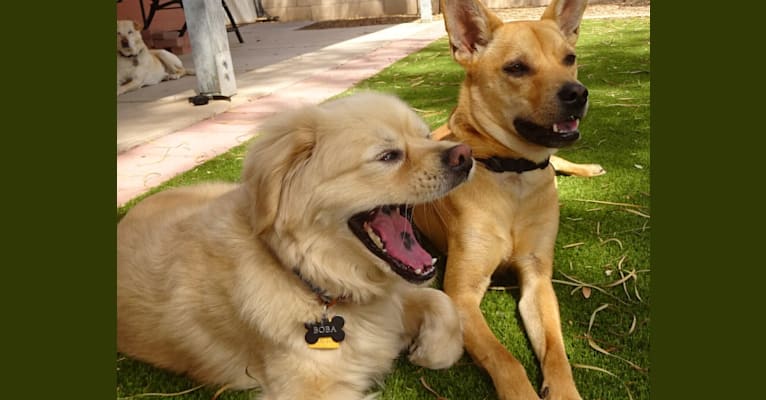 Bean, a Chow Chow and Chihuahua mix tested with EmbarkVet.com