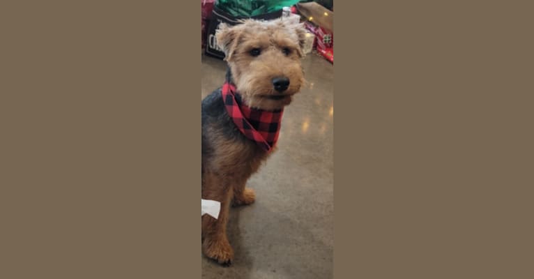 Waylon, a Welsh Terrier tested with EmbarkVet.com