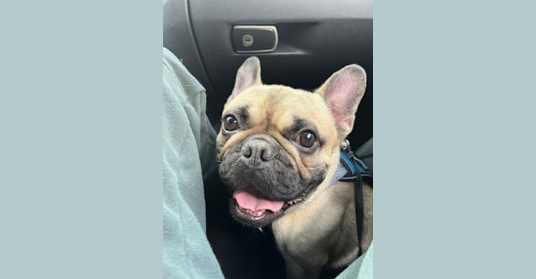 Bear, a French Bulldog and Bulldog mix tested with EmbarkVet.com