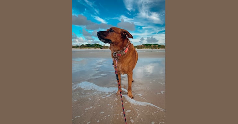 Kona, an Australian Cattle Dog and Labrador Retriever mix tested with EmbarkVet.com