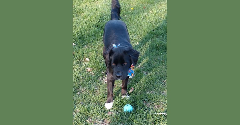 Remus, a Labrador Retriever and Boxer mix tested with EmbarkVet.com