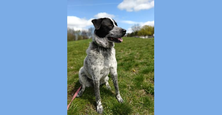 Ashla, a Great Pyrenees and Australian Cattle Dog mix tested with EmbarkVet.com