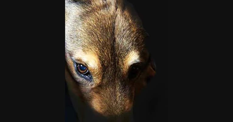 Burt, a Chow Chow and German Shepherd Dog mix tested with EmbarkVet.com