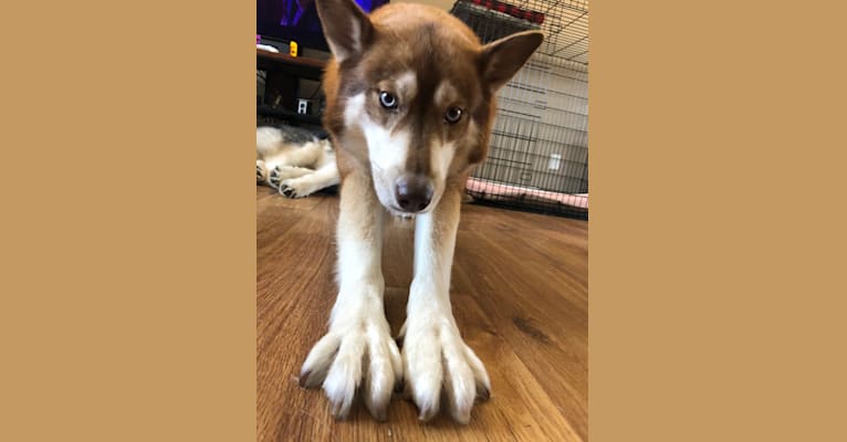 Asha, a Siberian Husky and German Shepherd Dog mix tested with EmbarkVet.com