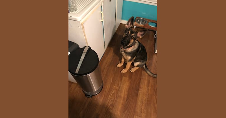 Nala Ortiz, a German Shepherd Dog tested with EmbarkVet.com