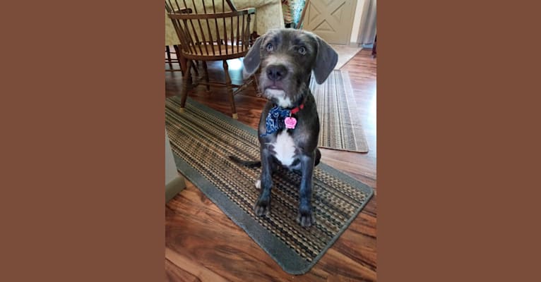 Photo of Puddin’ Pup, an American Pit Bull Terrier and Bluetick Coonhound mix in Houston, Texas, USA