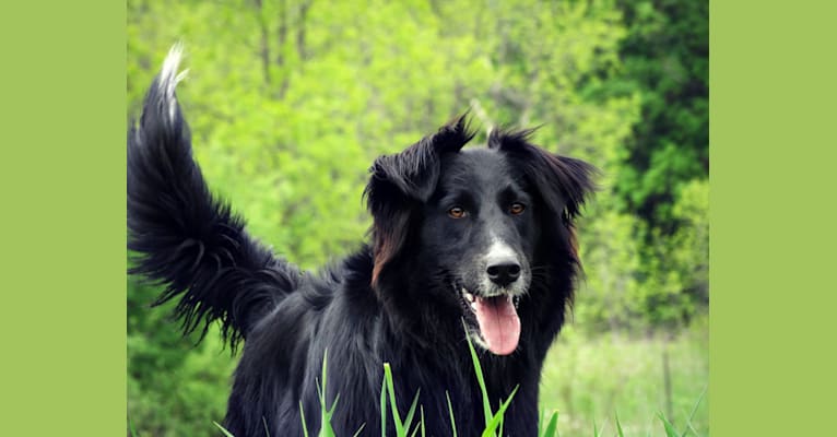Zane, a Shetland Sheepdog and Labrador Retriever mix tested with EmbarkVet.com