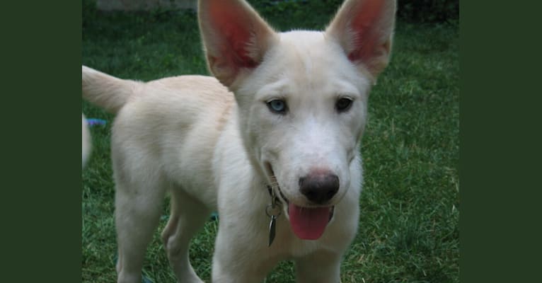 Nanuk, a Siberian Husky and German Shepherd Dog mix tested with EmbarkVet.com