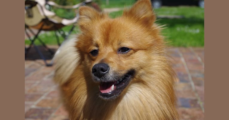 German spitz and new arrivals pomeranian