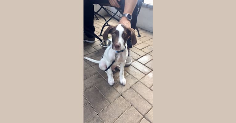 Photo of Indy, a Pointer, Australian Shepherd, and Mixed mix in Mississippi, USA