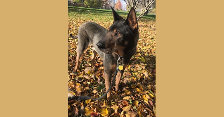 Tigger, an Australian Cattle Dog and Chinese Shar-Pei mix tested with EmbarkVet.com