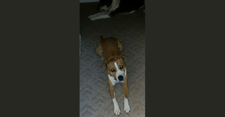 Bailey, a Staffordshire Terrier and Golden Retriever mix tested with EmbarkVet.com
