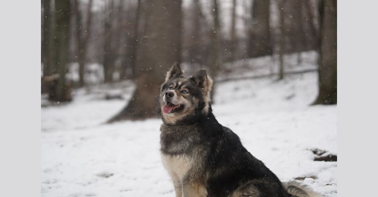 Rhea, a Siberian Husky tested with EmbarkVet.com