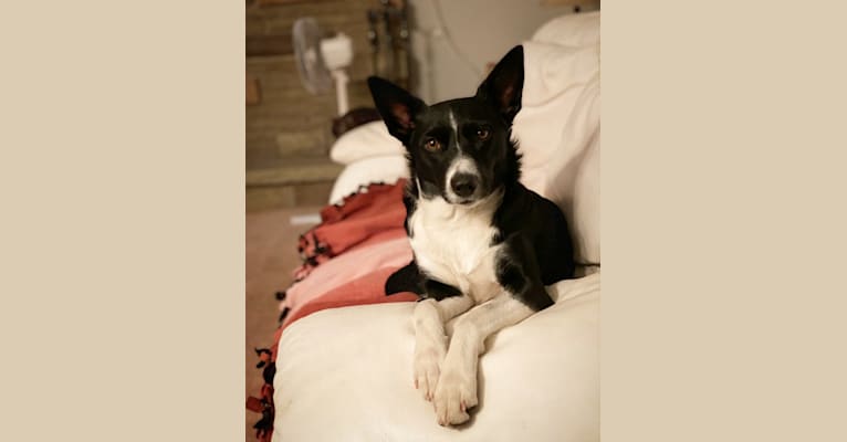 Photo of Minnie, a Border Collie mix in Redwater, AB, Canada