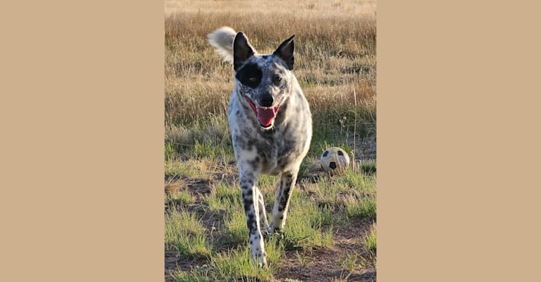 Indiana Bones, an Australian Cattle Dog and Miniature/MAS-type Australian Shepherd mix tested with EmbarkVet.com