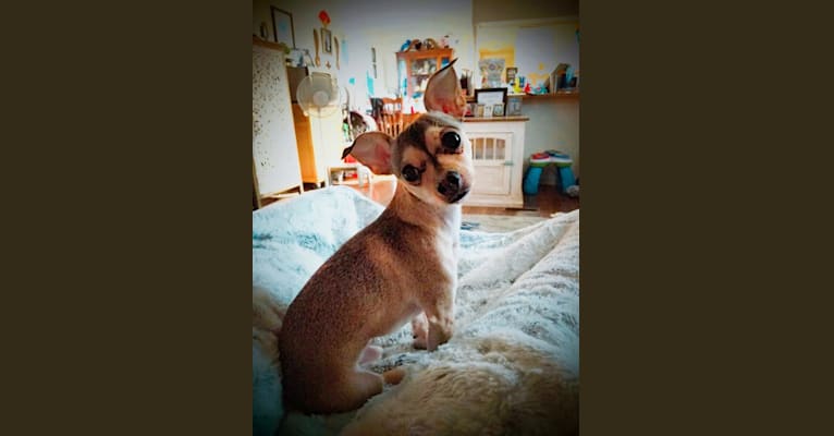 Photo of Dexter, a Chihuahua  in Troy, Missouri, USA