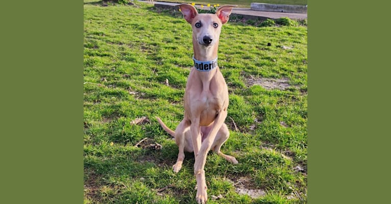 Roderick, a Whippet (15.0% unresolved) tested with EmbarkVet.com