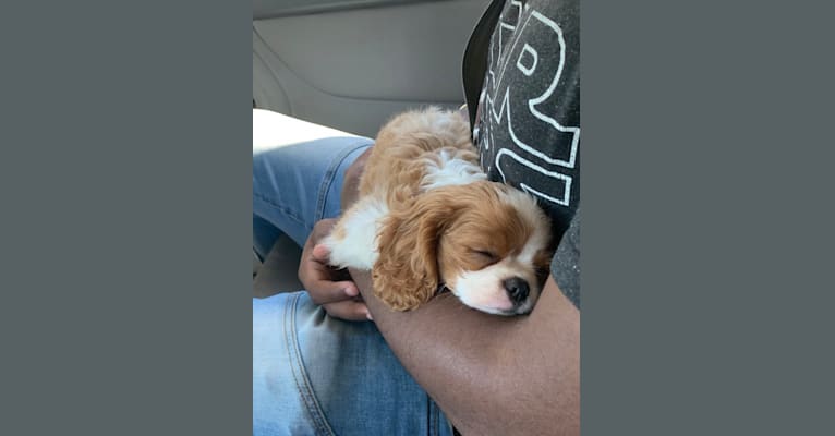Photo of Rose Tyler, a Cavalier King Charles Spaniel  in Colorado, USA
