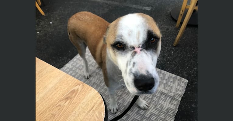 Atticus, a West Asian Village Dog tested with EmbarkVet.com