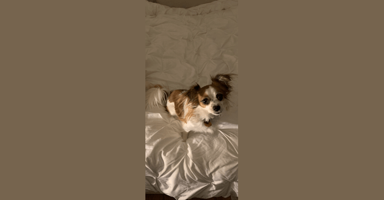 Lilah, a Chihuahua and Pug mix tested with EmbarkVet.com