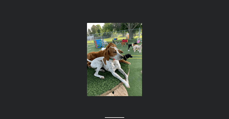 Texie, a Pointer and Llewellin Setter mix tested with EmbarkVet.com