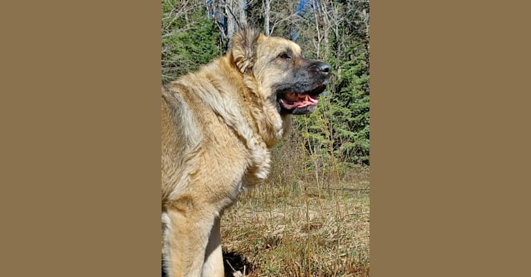 Photo of Laiyka, a Caucasian Ovcharka  in Manitoba, Canada