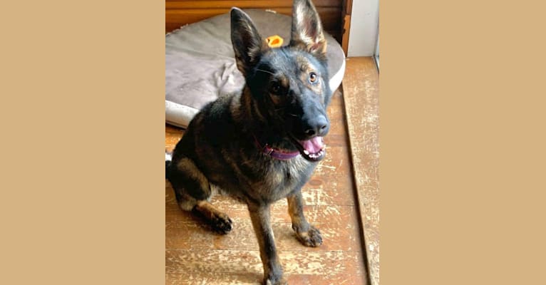 Yoshi, a German Shepherd Dog tested with EmbarkVet.com