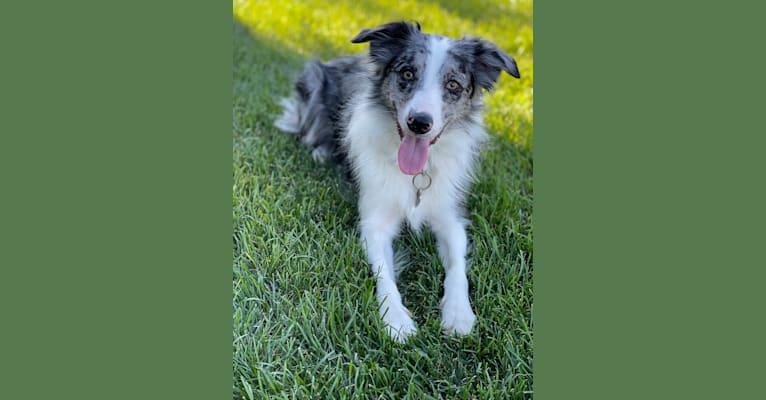 Photo of Charm, a Border Collie  in Bolivar, MO, USA