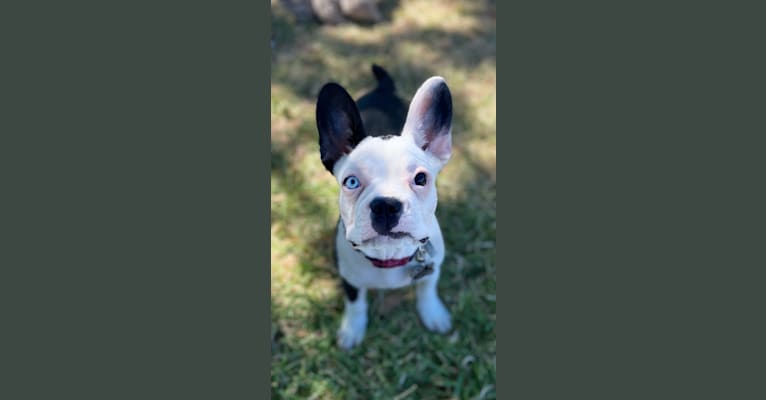 Photo of Luna, a French Bulldog and Boston Terrier mix in Broken Arrow, OK, USA
