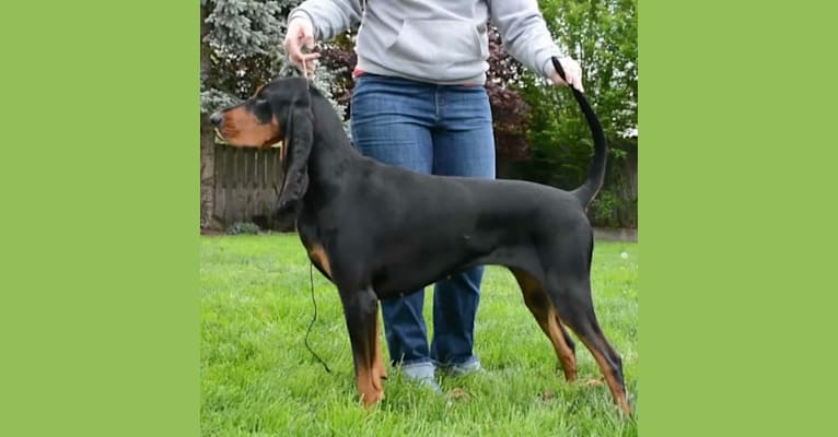 Lou, a Black and Tan Coonhound tested with EmbarkVet.com