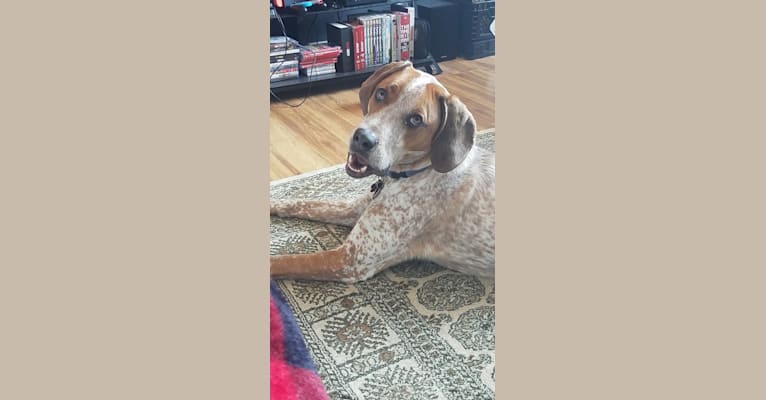 Photo of Tuco, a Bluetick Coonhound, American Pit Bull Terrier, American Bulldog, and Beagle mix in Orrington, Maine, USA