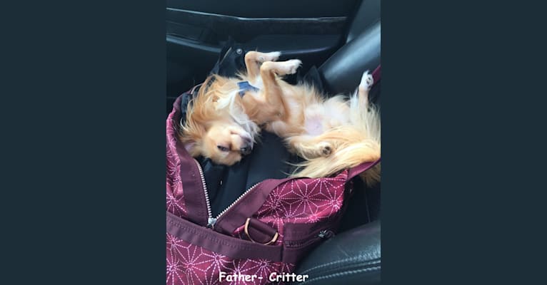 L'il Critter, a Chihuahua tested with EmbarkVet.com