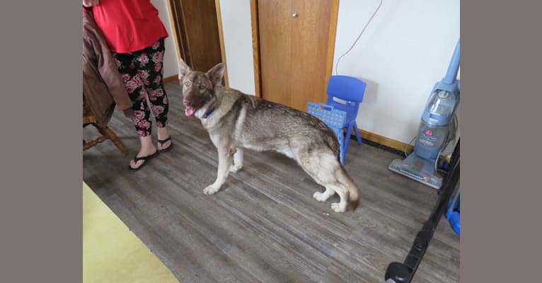 Jr, a German Shepherd Dog tested with EmbarkVet.com