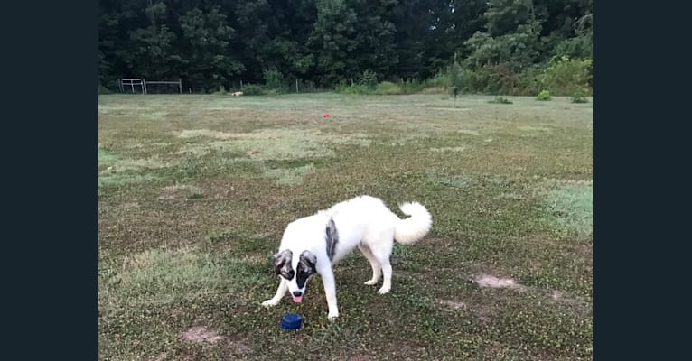 Jasper, an Anatolian Shepherd Dog and Great Pyrenees mix tested with EmbarkVet.com