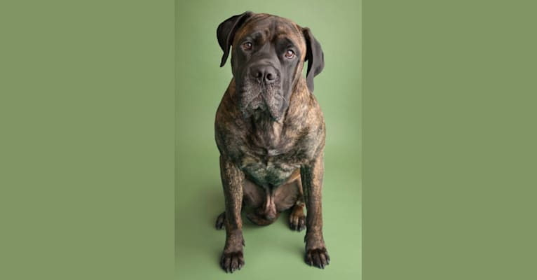 Tiger, a Mastiff and Bullmastiff mix tested with EmbarkVet.com